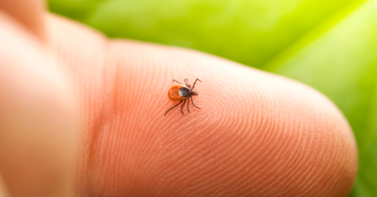 Tickborne illnesses are on the rise. Carmen Teague, MD, specialty medical director in internal medicine with Mecklenburg Medical Group - Uptown, discusses how to protect yourself and your family, while still enjoying your favorite outdoor activities. 