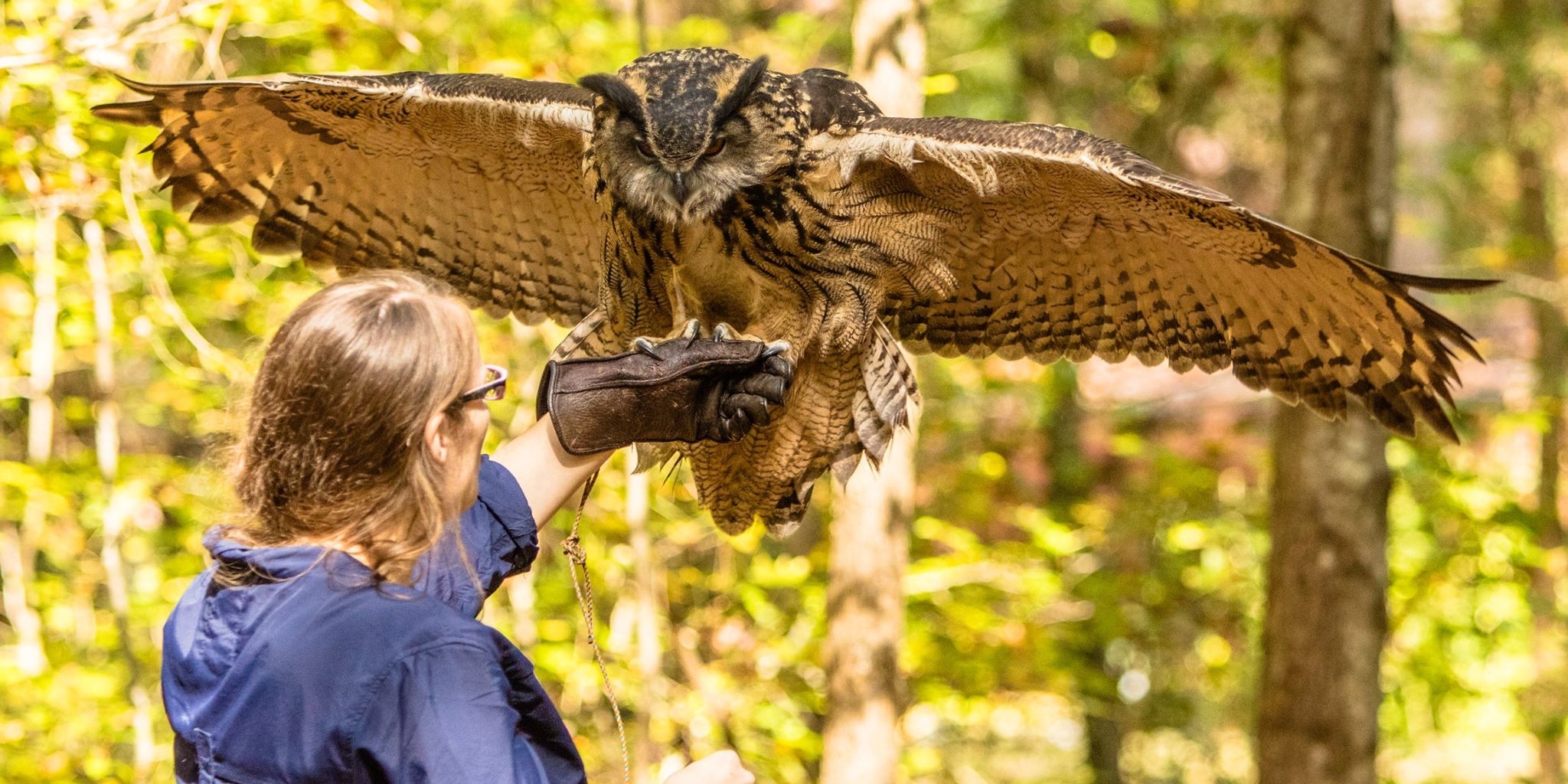 Girl outdoors with a large hawk perched on her hand.