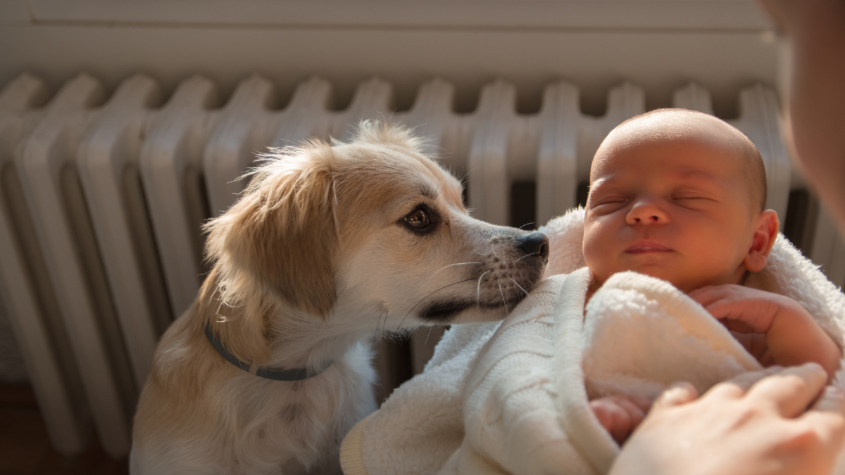 Introducing baby best sale to dog