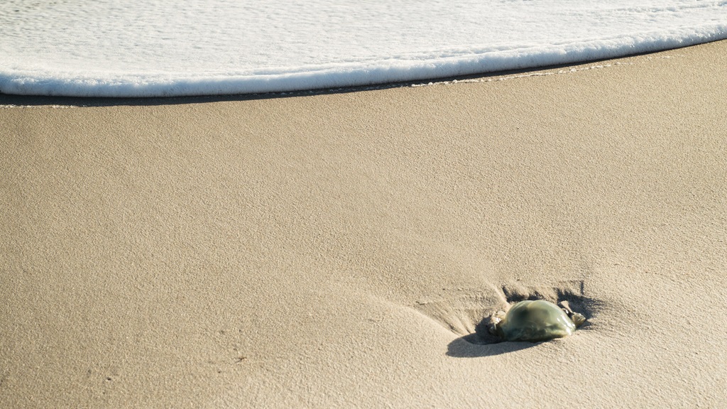 Stingray stings, sunburn and rough surf can put a damper on a summer vacation. Dr. Jason Curry, an urgent care physician with Roper St. Francis Healthcare in Charleston, SC – a part of Atrium Health – offers 10 tips to keep in mind to have a safe and happy Lowcountry visit.