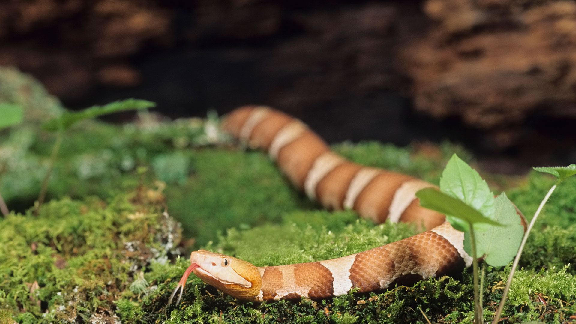 Venomous snake bites are unfortunately on the rise in North Carolina, so we spoke to a poison control expert about steps you can take to keep you and your family safe from these reptiles this summer.