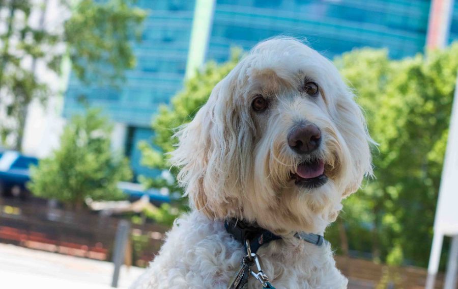 Emily, a Goodedoodle, a pet therapy dog at Atrium Health.