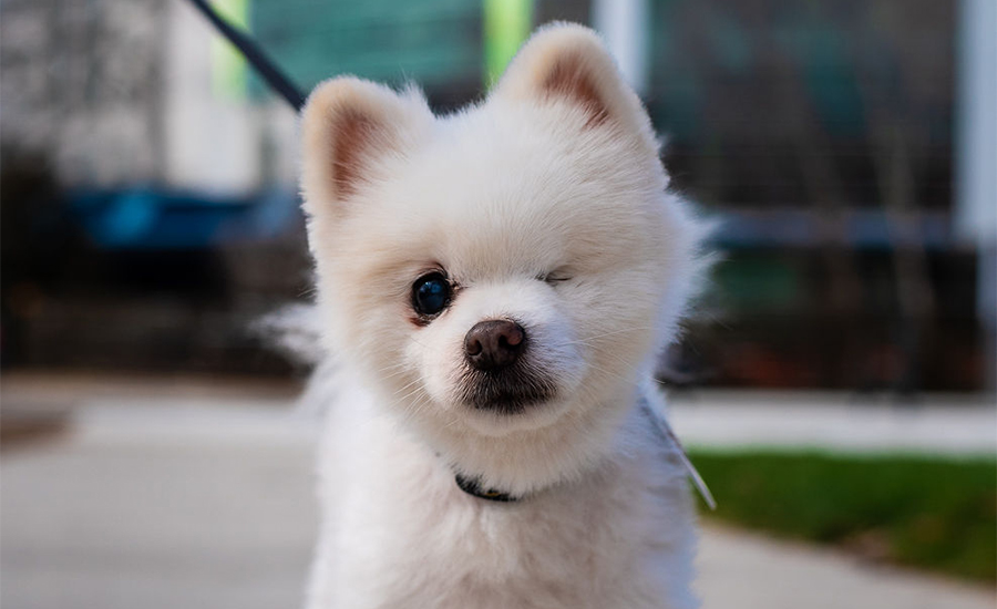 Nugget